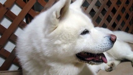 秋田犬電話ですよぉぉー...おぉぉー！【akita inu】