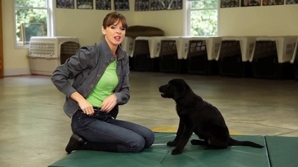Familiarizing a Puppy to Human Hands | Teacher's Pet With Victoria Stilwell