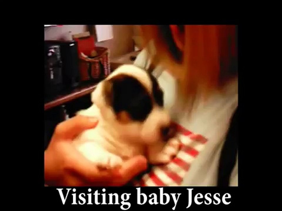 The Cutest Puppy in the World; Just Jesse the Jack Russell Terrier