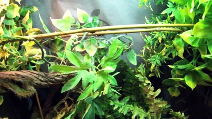 24 BABY CHAMELEONS!!!!