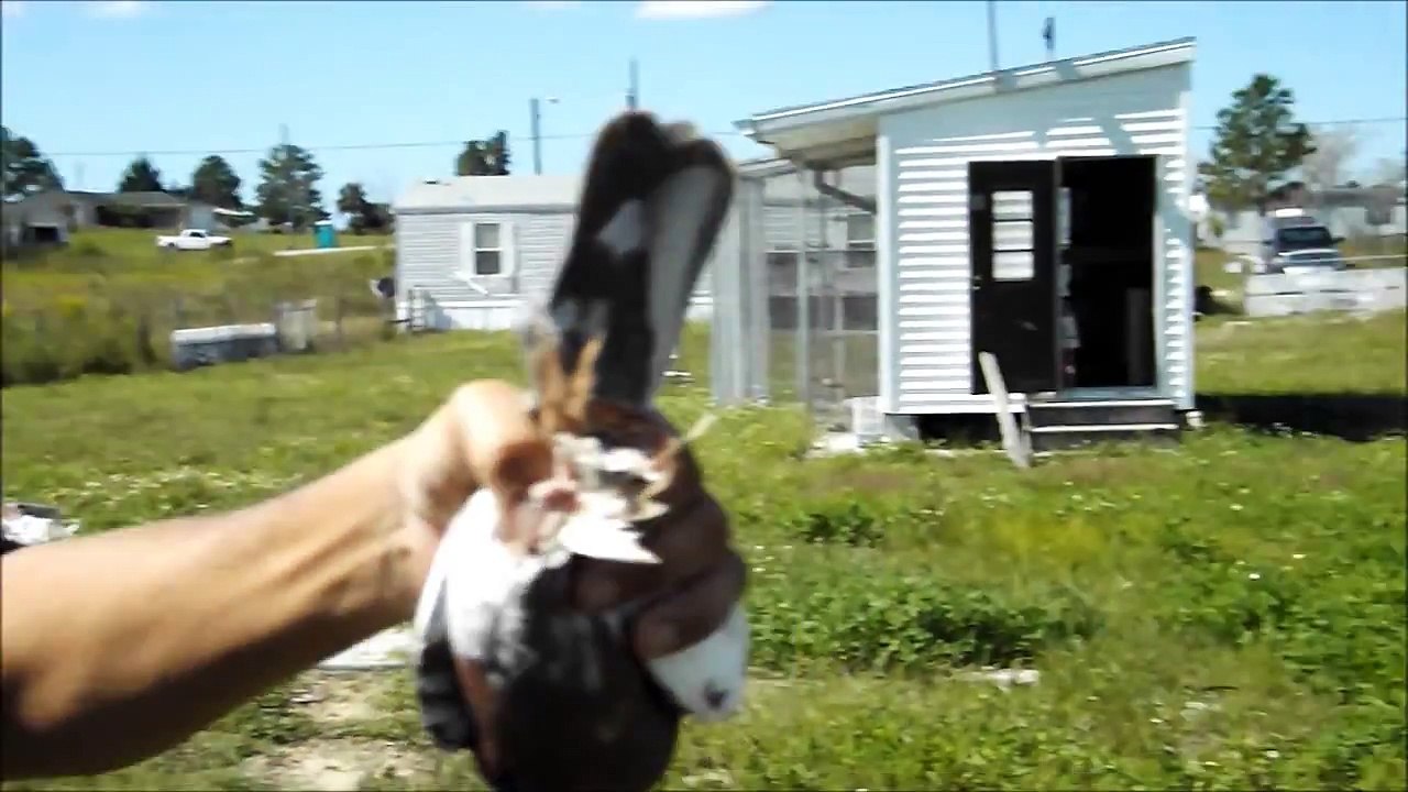 GHC 200 mile race from TITO LOFT - Homing Pigeon Races