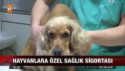 Hayvanlara da özel sağlık sigortası Kedi ve Köpekler nasıl sigortalı yapılır