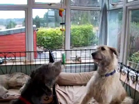 bribiba irish wolfhounds