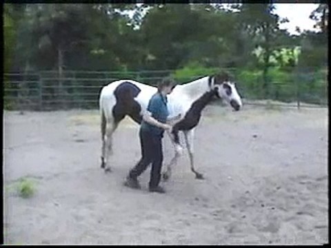 clickhorse.info Clicker Training Dancing Horse