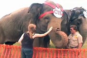 Elephant Girl - Close up with elephant - Pet circus elephant!