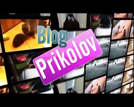 Lustige Tier Welt. Die lustigsten Katzen und die Katzen.