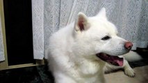 秋田犬このカミナリはまだ大丈夫そうです【akita inu】