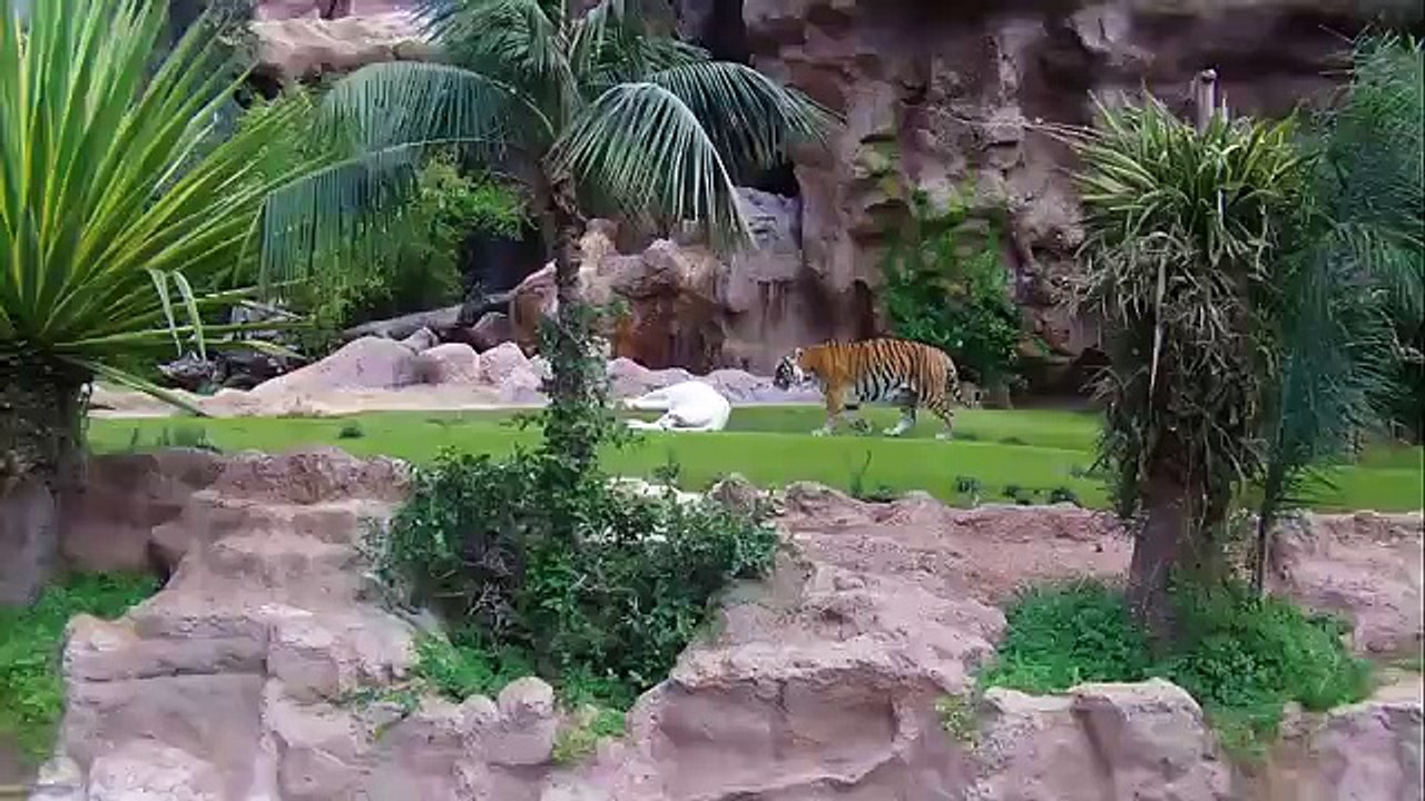 Un tigre blanc fou amoureux d'un tigre du bengale