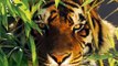 Wild Cats...nice photos of lions,tigers,jaguars,leopards