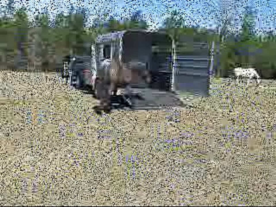Loading a Moose