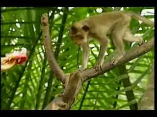 Em Di Tren Co Non - Kha tu