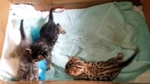 Cutest Bengal Kittens Playing - Baby Bengals