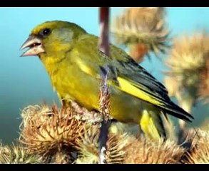 video fotos 2ª  josep mª monfortpepegranada