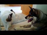 Siberian Husky and Cat rough housing