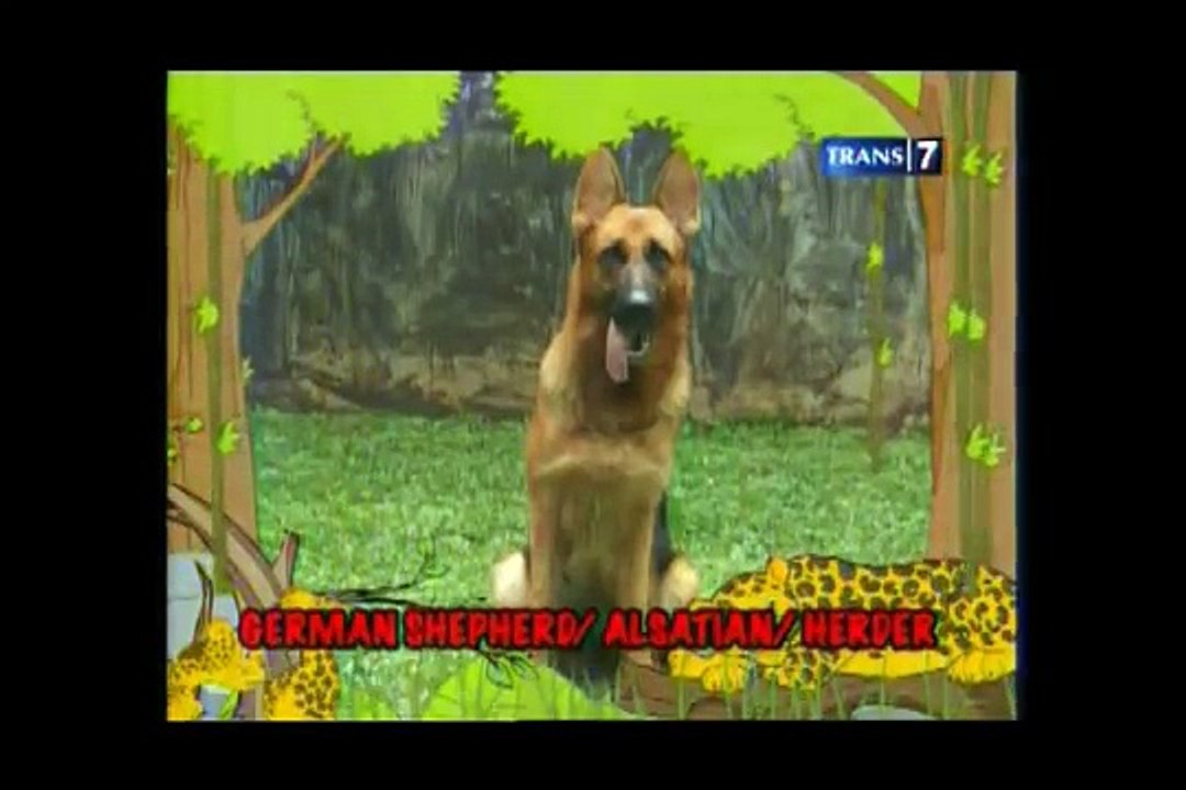 liputan trans7