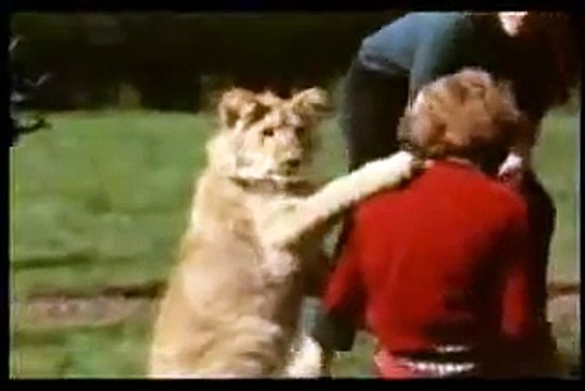 Необычная любовь льва и человека