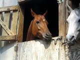 My horse unlocks her door!