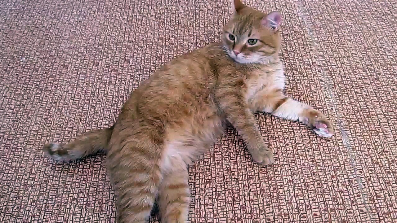 КОТ