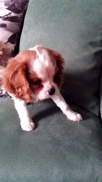 satılık cavalier king charles yavruları 05414501227