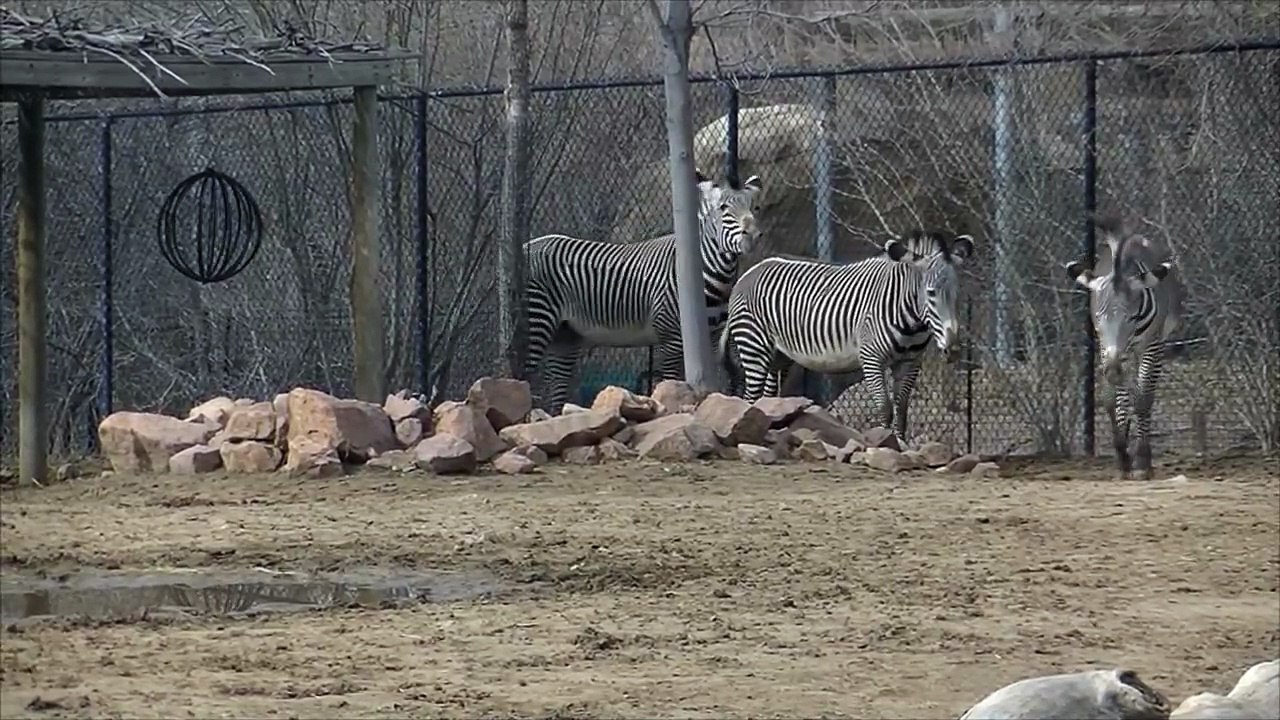 Grevys Zebras Trying To Mate Denver Zoo