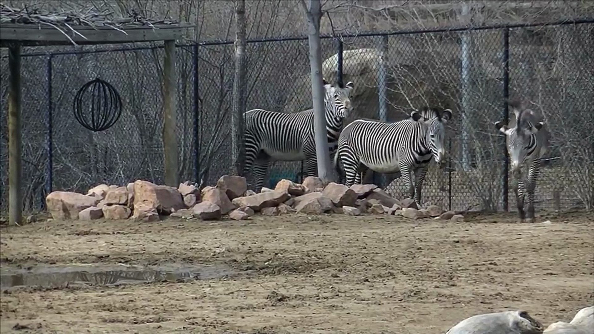 ⁣Grevys Zebras Trying To Mate Denver Zoo