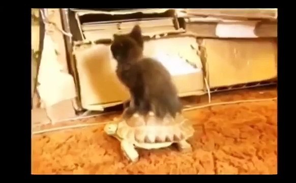 Lustige Katzen. Lustige Tiere. Funny cats. Funny animals.