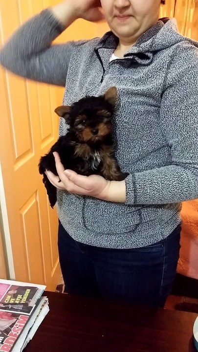 satılık yorkshire terrier yavruları