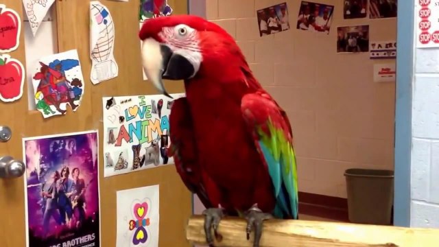 Попугай жгет под Майкла Джексона