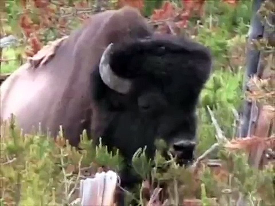 Yellowstone Animals 2 - Bison, Bears, & Wolves