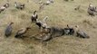 Vultures dining - Vultures eating gnu leftovers