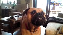 Singing and howling dogs   Funny and cute dog compilation