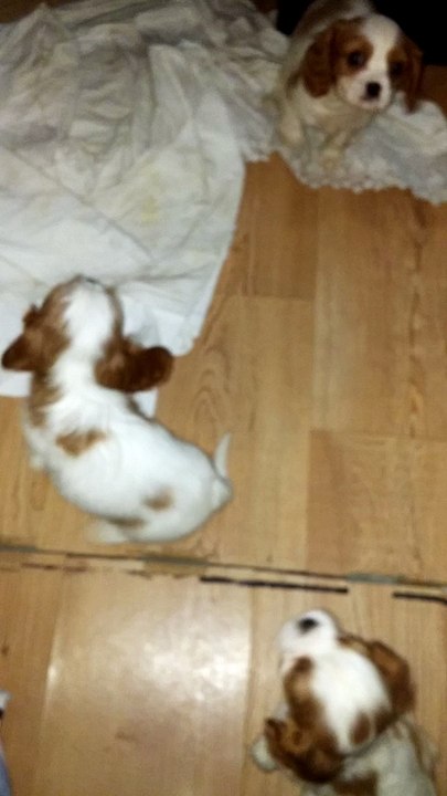 cavalier king charles satılık yavrular