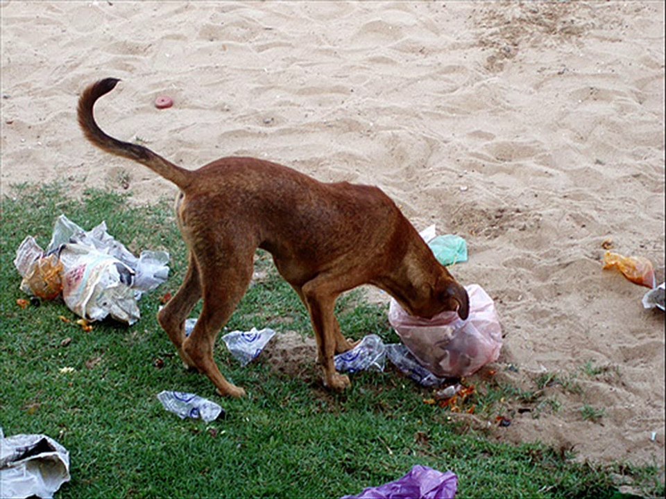 N° 2 - BITUME - Martin-xy - Chanson Française