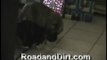 Dog breaks up Cat fight FUNNY!!