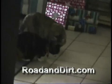 Dog breaks up Cat fight FUNNY!!