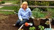 How Do I Grow Heirloom Tomatoes in Containers? : Gardening Tips