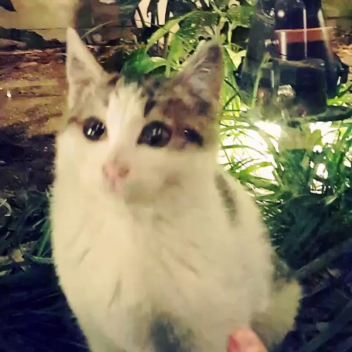 Chanyeol and Cat