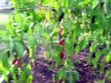 Garden Update #4 Red Peppers Tomatoes Raised Bed Square Foot Vegetable Gardening Harvest