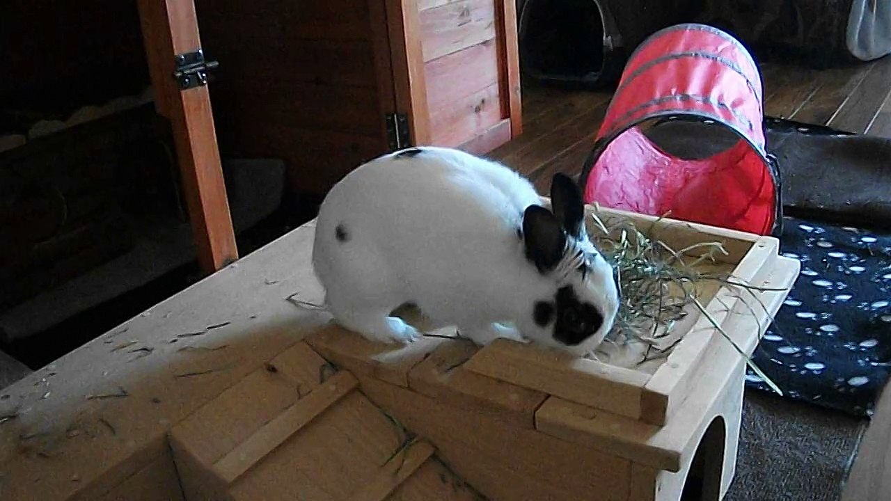 Pinou Choupinou (02-05-15)