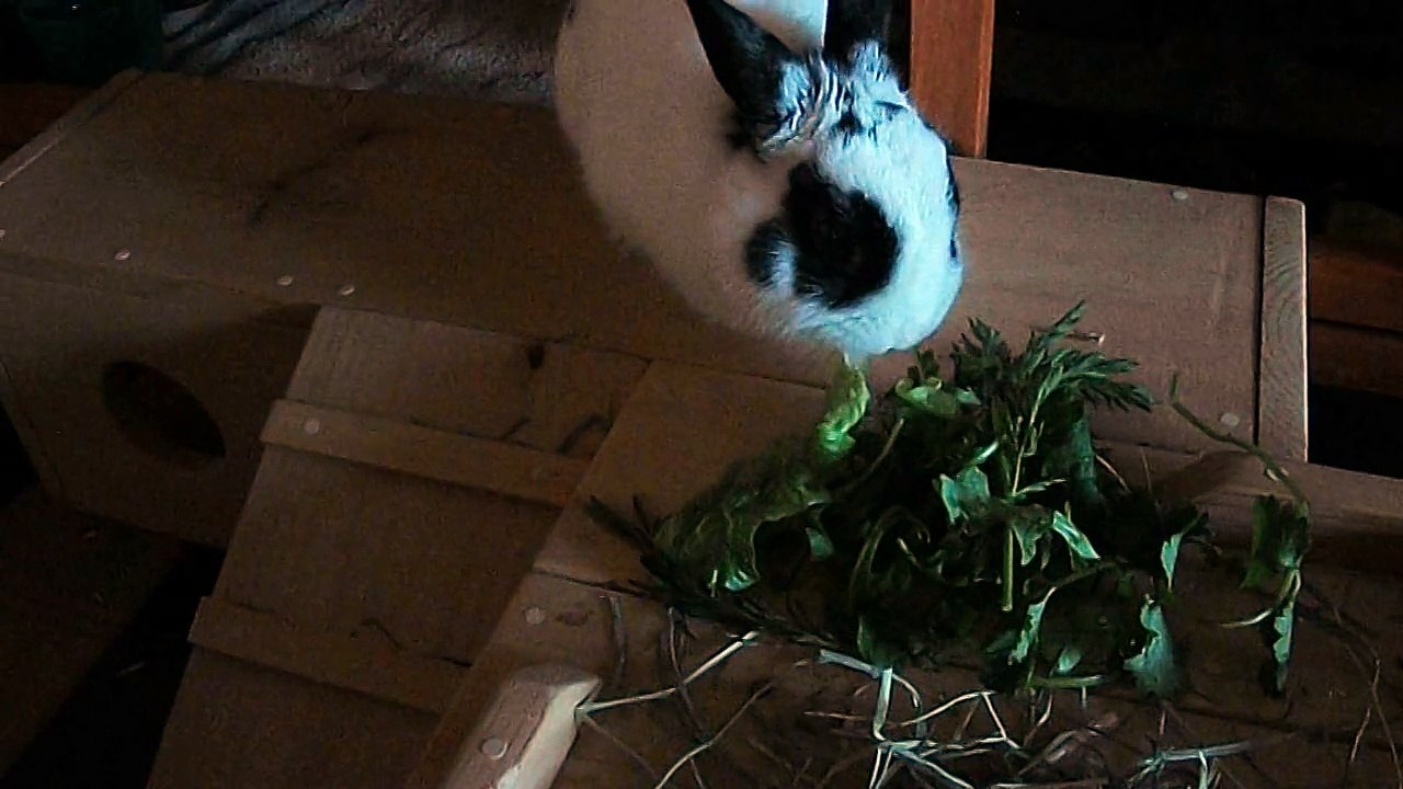 Pinou miam (02-05-15)