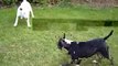 english bull terriers playing
