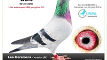 Belgian Racing Pigeon Sells for Over $400k