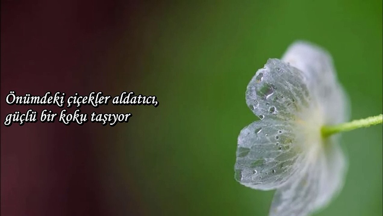 Kim Jonghyun (SHINee) - Skeleton Flower [Türkçe Alt Yazılı]