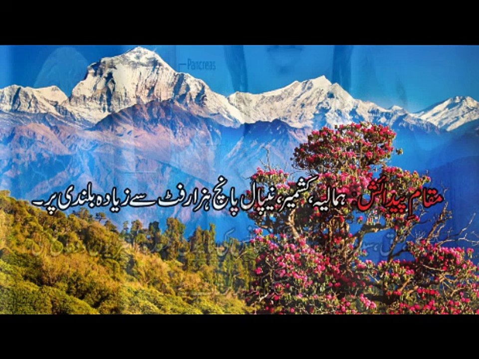 Benifesha Kay Azeem Fawaid Dr.na Mazhar (Dr of alternative medicine)