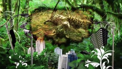 'anaus, une ville au coeur de la jungle 4/13 DOC HD