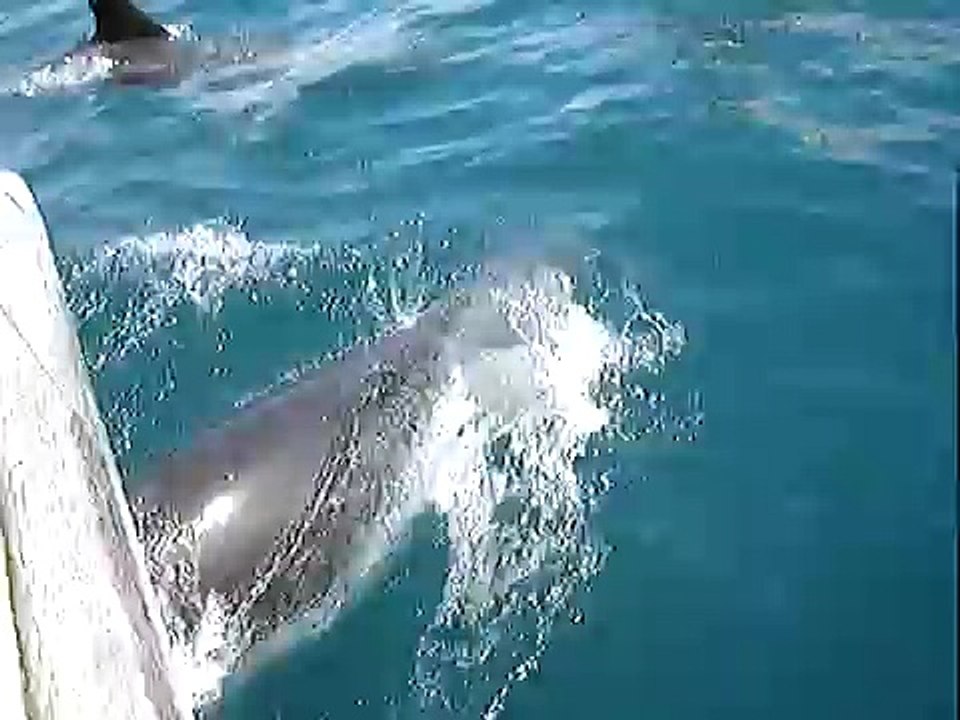 Swimming with Dolphins