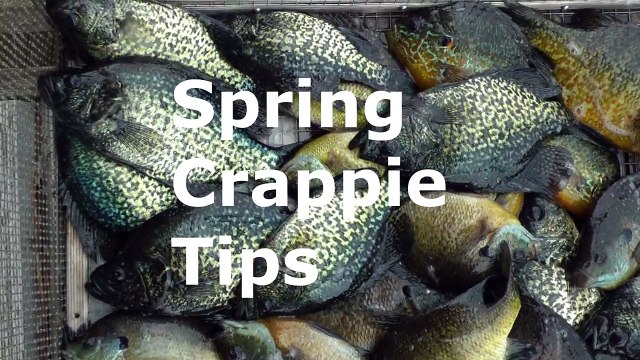 Best ever Crappie Fishing Video on spawning black and white crappie by WillCFish Tips and Tricks.