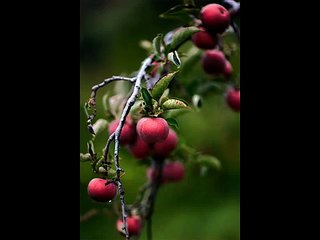 5 Elementos Clave Para Un Cuerpo Saludable