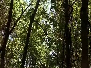 Scene from Tuck Everlasting