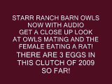 BARN OWLS AT STARR RANCH (W/SOUND) MATE AND FEMALE EATS A WHOLE RAT!
